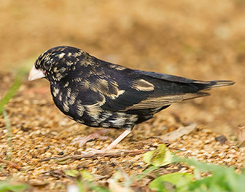 Purple Indigobird immature male